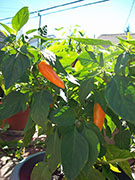 Bulgarian Carrot