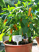 Bulgarian Carrot