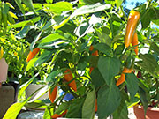 Bulgarian Carrot