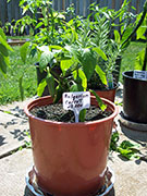 Bulgarian Carrot