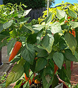 Bulgarian Carrot