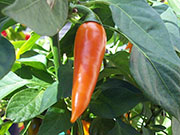 Bulgarian Carrot