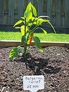 Bulgarian Carrot
