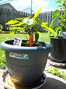 Bulgarian Carrot