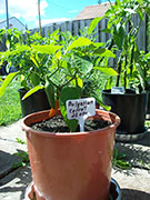 Bulgarian Carrot