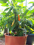 Bulgarian Carrot