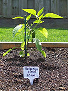 Bulgarian Carrot