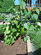 Piment d'Espelette