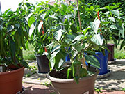 Piment d'Espelette