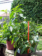 Piment d'Espelette
