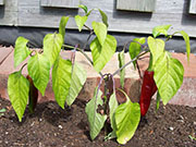 Piment d'Espelette