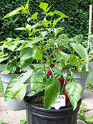 Piment d'Espelette
