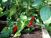 Piment d'Espelette