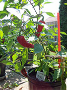 Piment d'Espelette
