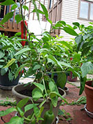 Piment d'Espelette