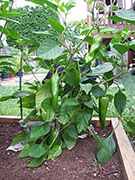 Piment d'Espelette