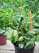 Piment d'Espelette