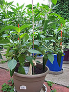 Piment d'Espelette