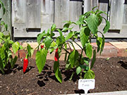 Piment d'Espelette