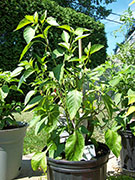 Piment d'Espelette