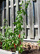 Piment d'Espelette