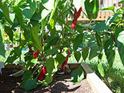 Piment d'Espelette