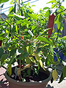 Piment d'Espelette