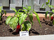 Piment d'Espelette