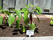 Piment d'Espelette