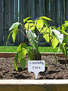 Piment d'Espelette
