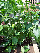 Piment d'Espelette