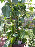 Piment d'Espelette