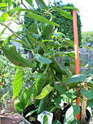 Piment d'Espelette