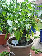 Piment d'Espelette