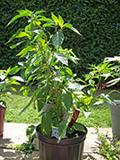 Piment d'Espelette