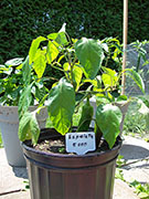Piment d'Espelette