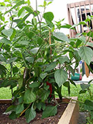 Piment d'Espelette