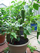 Piment d'Espelette