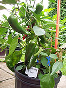 Piment d'Espelette