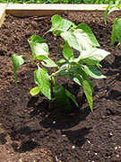 Piment d'Espelette