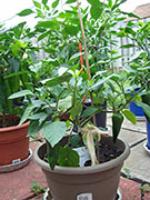 Piment d'Espelette