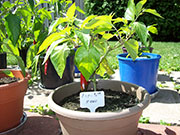 Piment d'Espelette