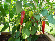 Piment d'Espelette