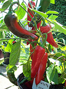 Piment d'Espelette