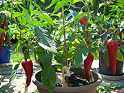 Piment d'Espelette