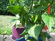 Fatalii