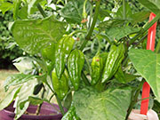 Fatalii