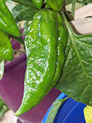 Fatalii