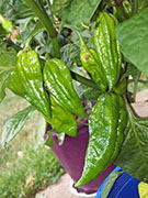 Fatalii