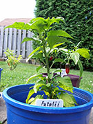 Fatalii